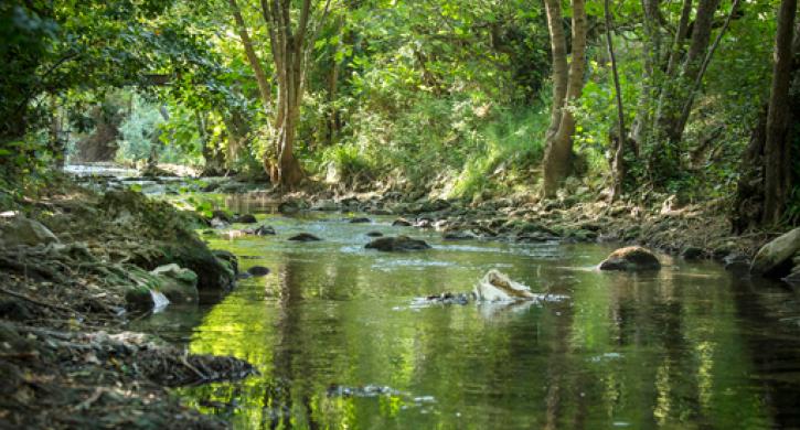 Camping Südfrankreich Natur