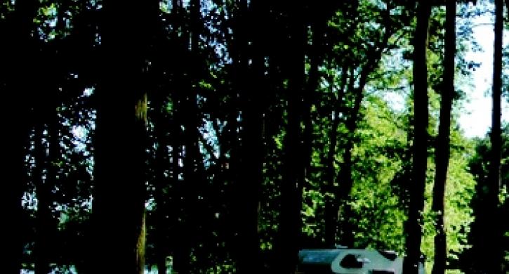 Stellplätze im Wald